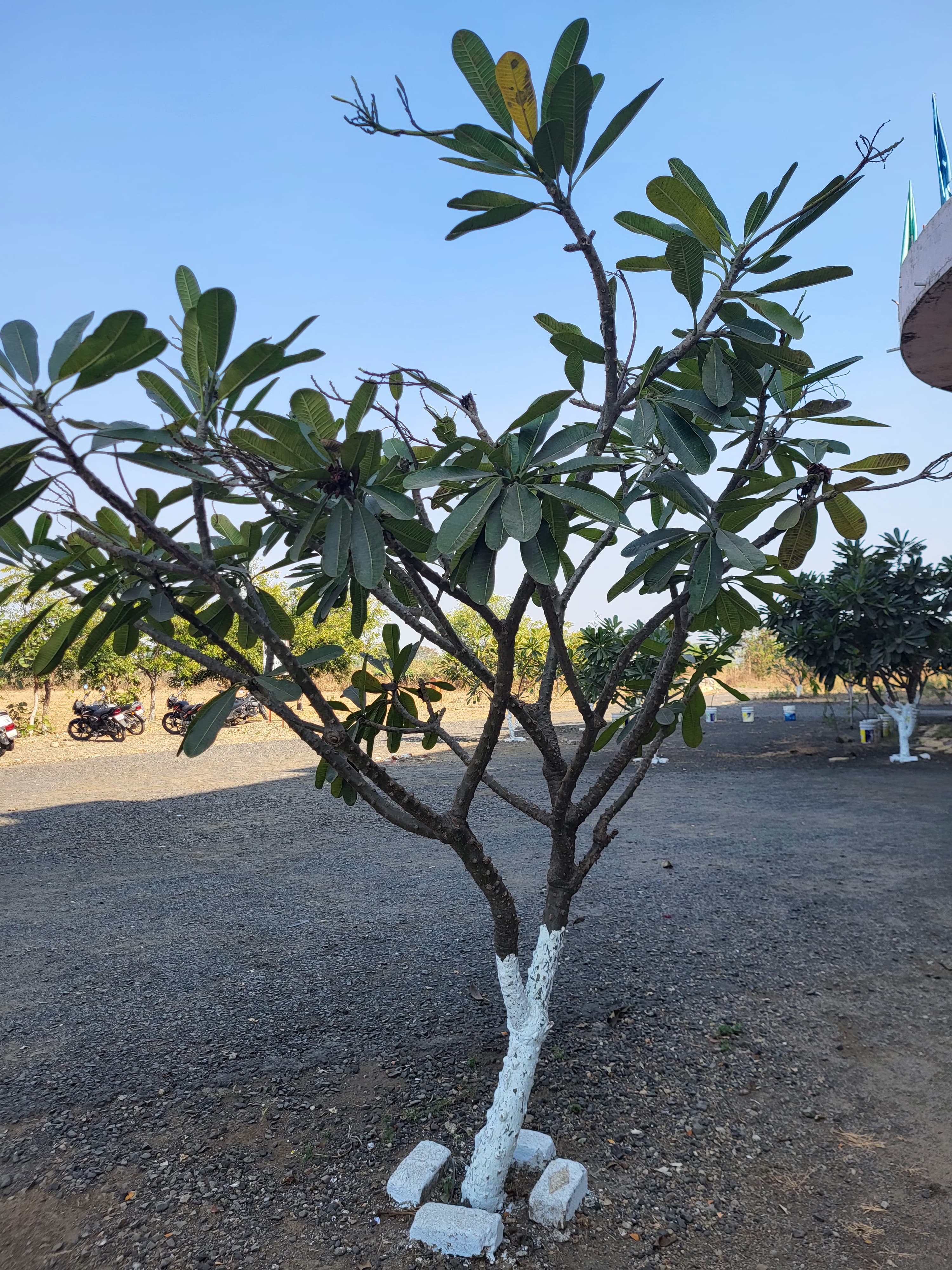 Mango Tree